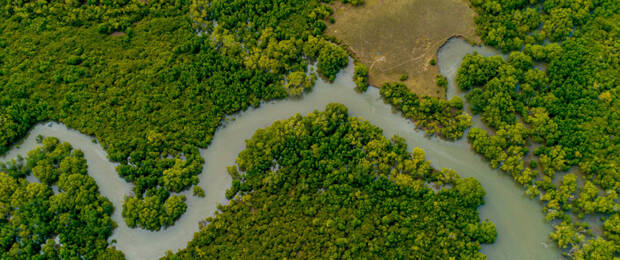 Mit seinem Engagement unterstützt Kodak Alaris unter anderem Klimaschutz-Projekte von KlimaInvest Green Concepts in Borneo, bei denen nicht nur 65.000 Hektar Mangrovenwald geschützt, sondern auch zahlreiche neue Bäume gepflanzt wurden. (Bild: Kodak Alaris